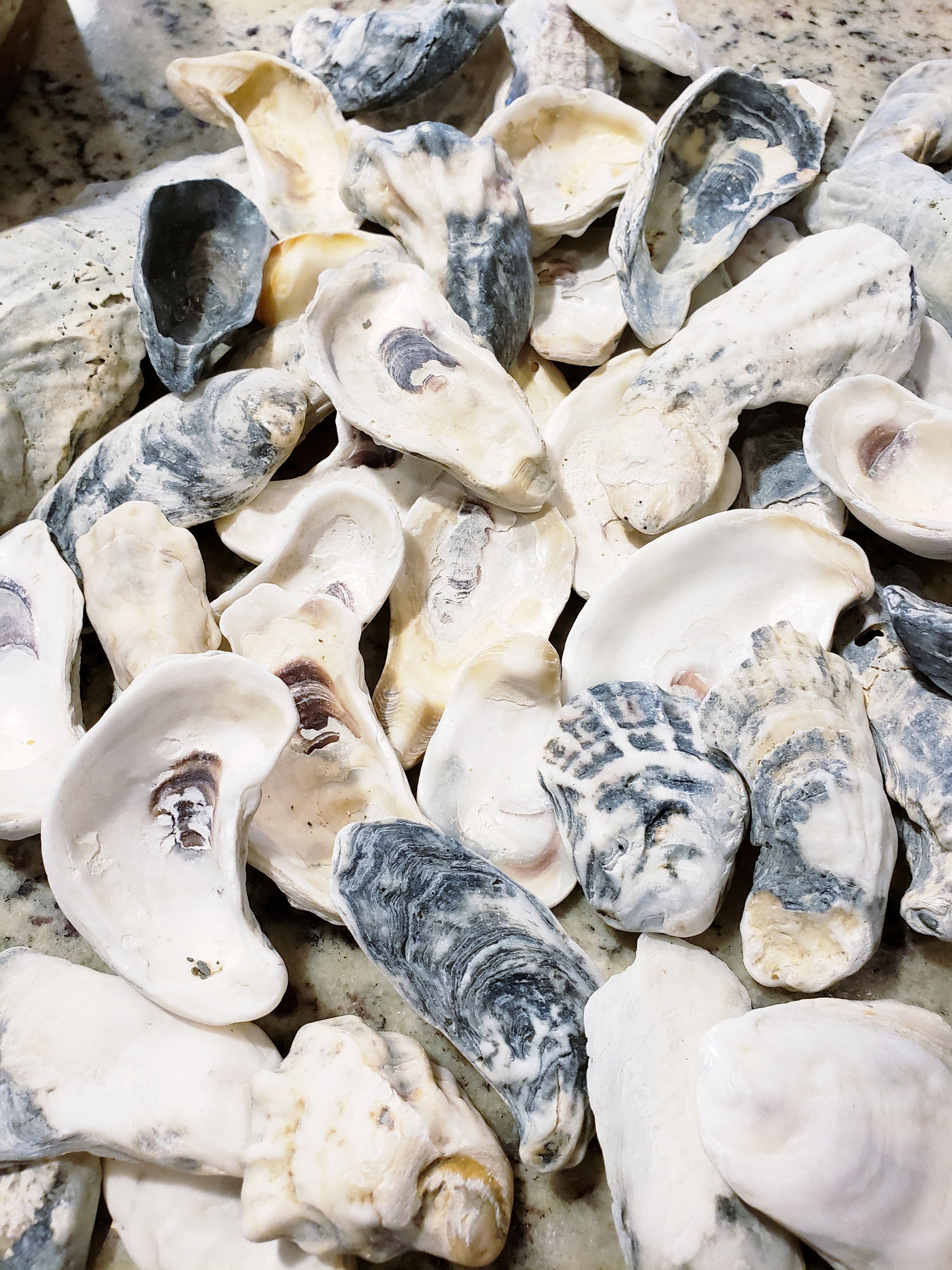20 BULK Oyster Shells Assorted Sizes Small Medium Etsy