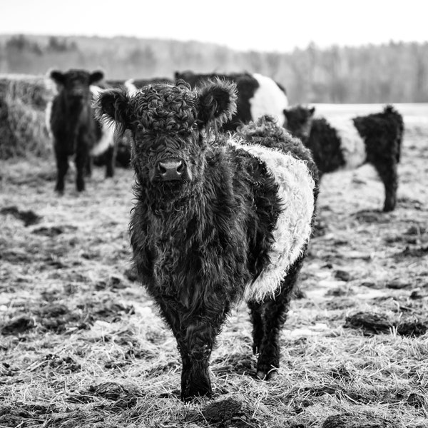 The Belted Galloway Cow in Black and White