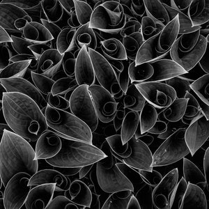 The Perennial Hosta Plant.
