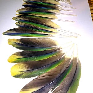 May include: A collection of bird feathers arranged in a fan shape, featuring a gradient of yellow, green, and dark gray colors. A yellow measuring tape is visible on the right side, showing measurements in inches for scale and size reference.