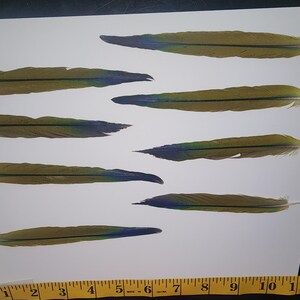 Ethically Sourced Sun Conure Tail Feathers, Iridescent Blue-Green Plumes (10-12 cm)