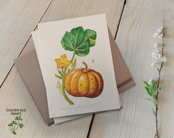 Pumpkin Cards (set of 6), Antique, Folded Cards, Botanical Illustration, Botany, Vintage, Nature Art