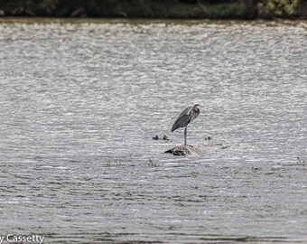 Stork in the Lake