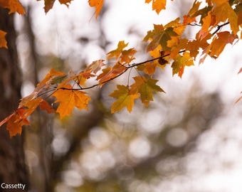 Fall Leaves
