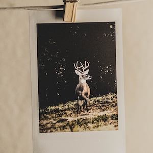 Buck Print