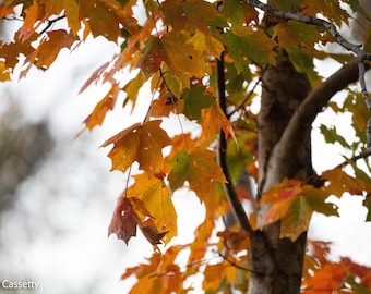 Fall Leaves