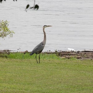 Puede incluir: Una garza azul se encuentra en una orilla herbosa cerca de una masa de agua. El ave tiene un cuello y patas largos, con plumaje gris y azul. El fondo incluye agua, una orilla y follaje.