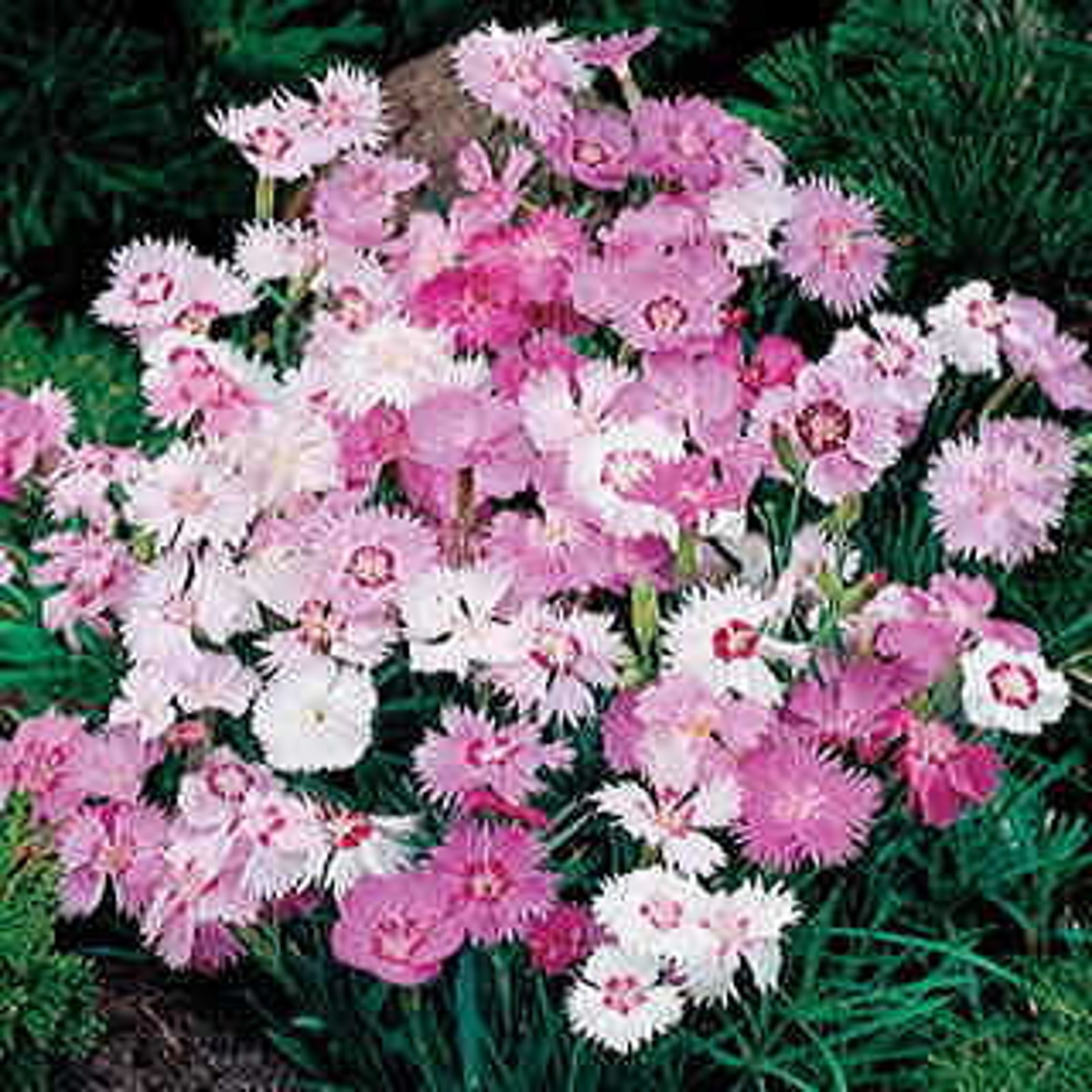 Sweetness Dianthus Seeds perennial Etsy