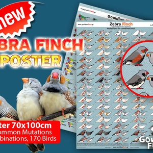 Zebra finch mutation poster Zebra Finch Calendar 2024, 3248cm for FREE image 3