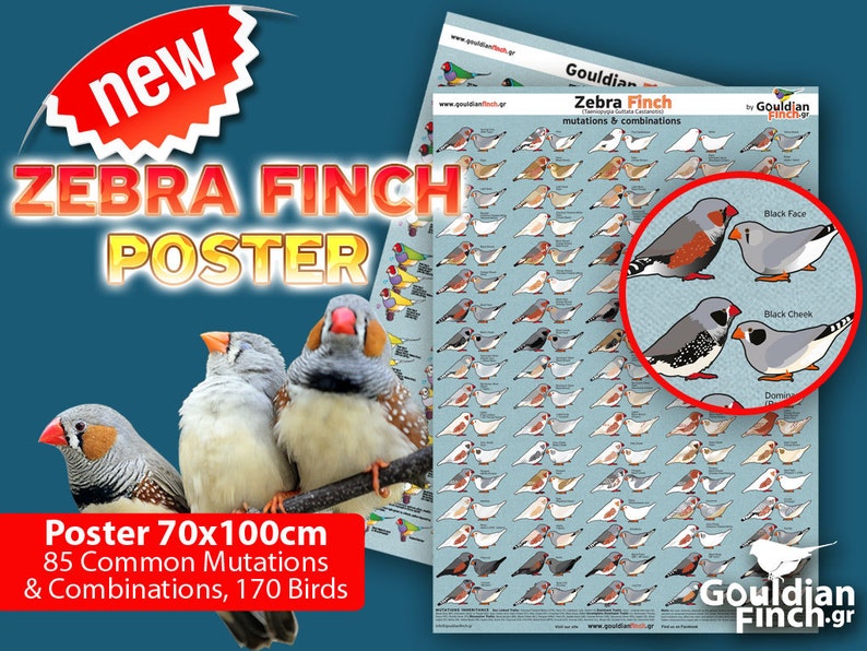 Zebra finch mutation poster Zebra Finch Calendar 2024, 3248cm for FREE image 3