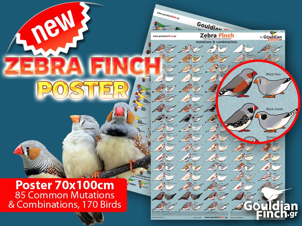 Zebra Finch Mutation Poster Zebra Finch Calendar 2023 Etsy