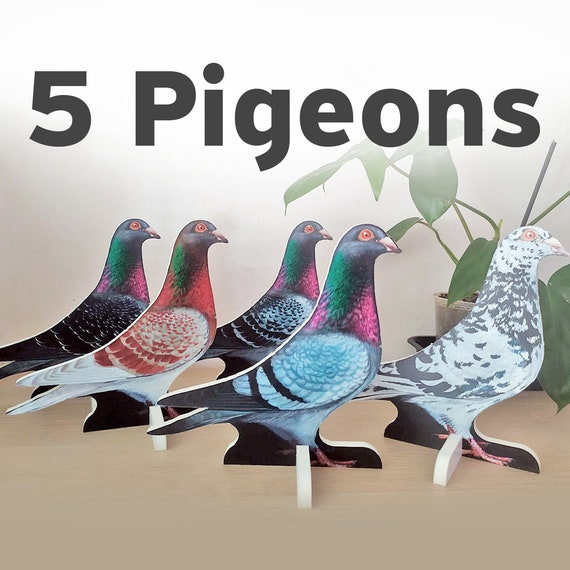 Pigeon Gifts Pigeon Breeding Pigeon Racing Pigeon Whisperer