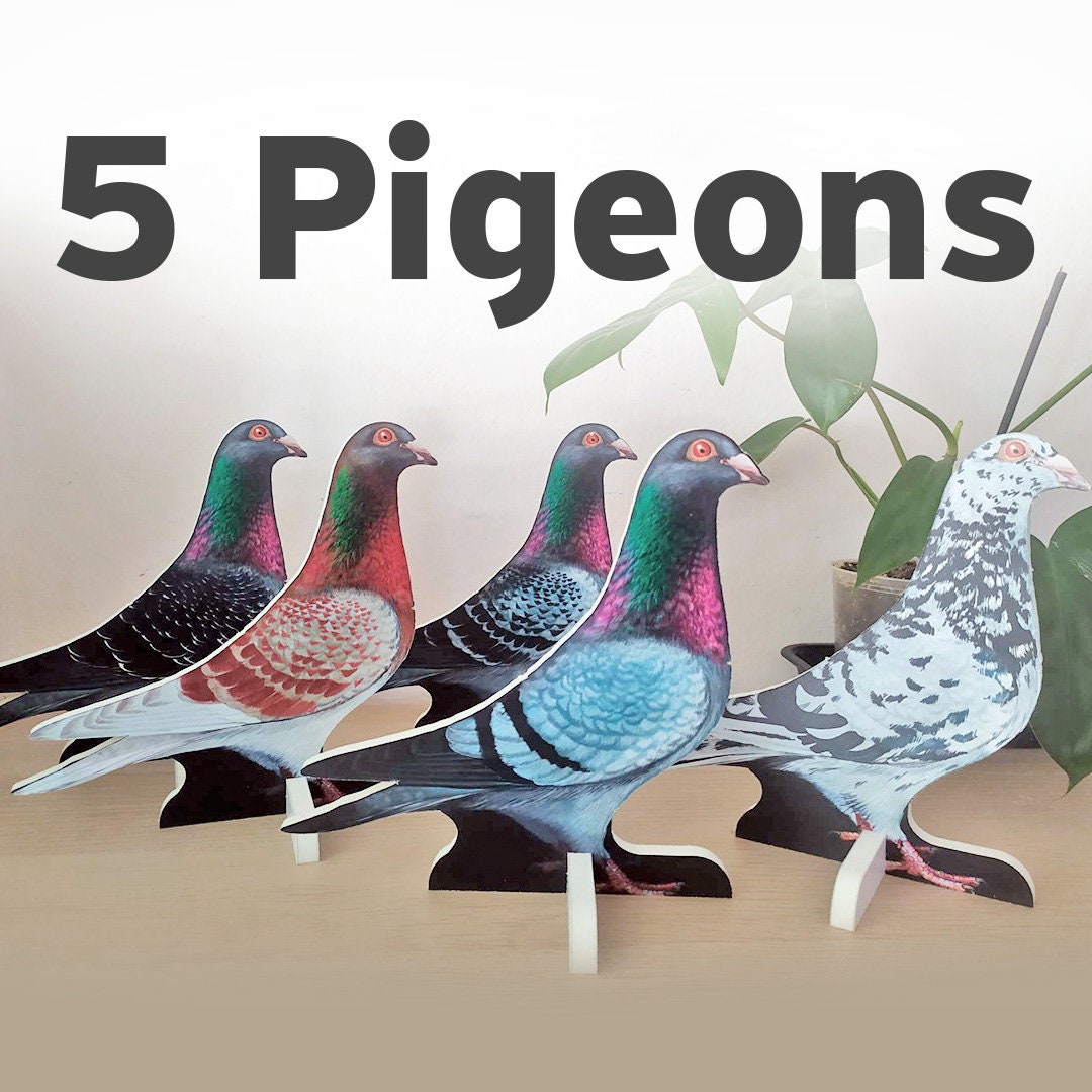 Amazon.com: Bird Pigeon Breeder Gift Pigeon Racing Pigeon T-Shirt :  Clothing, Shoes & Jewelry
