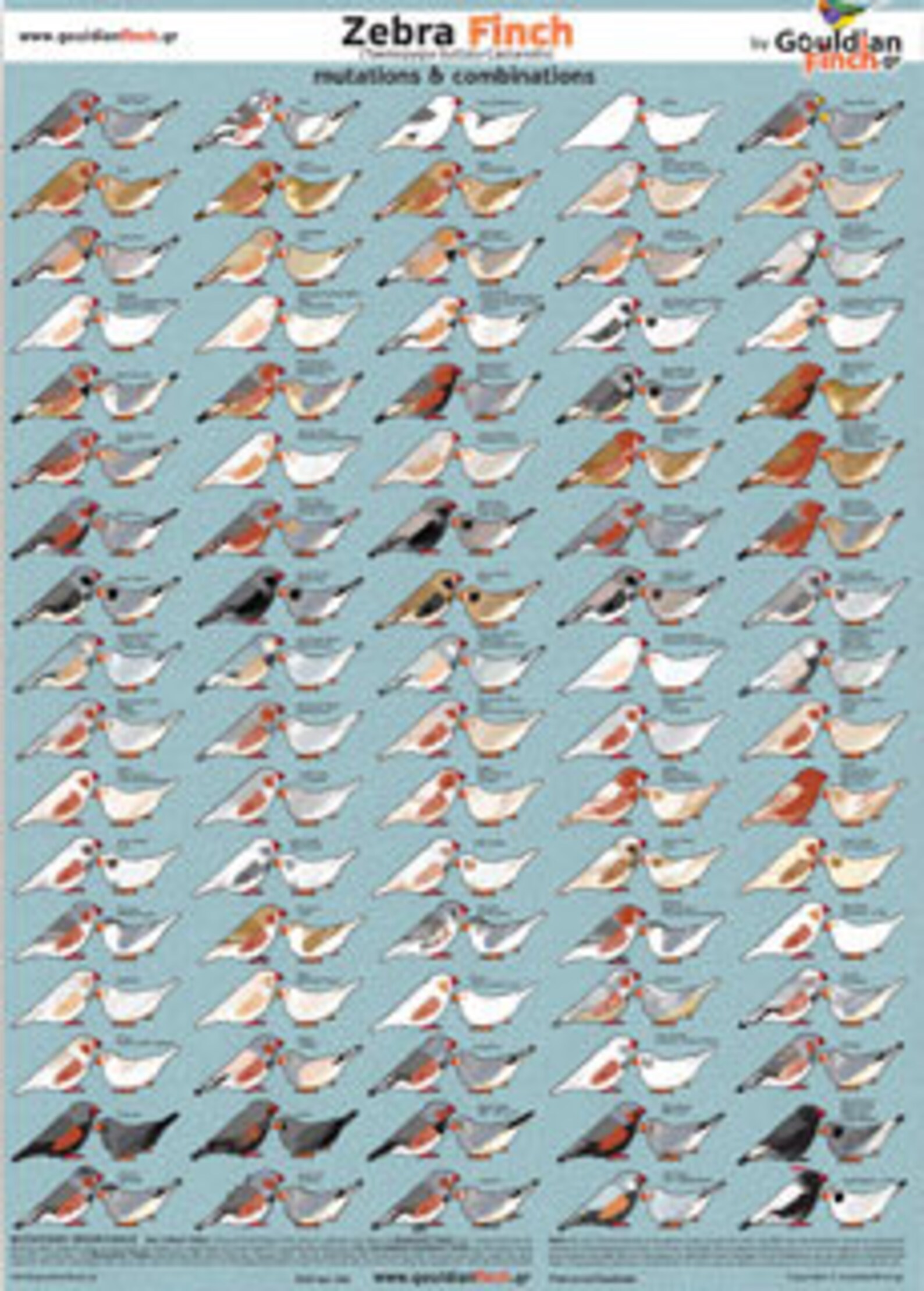 Zebra finch mutation poster | Etsy