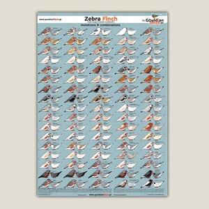 Zebra finch mutation poster Zebra Finch Calendar 2024, 3248cm for FREE image 2