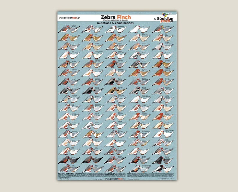 Zebra finch mutation poster Zebra Finch Calendar 2024, 3248cm for FREE image 2