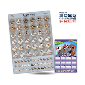 NEW Zebra Finch Mutation Poster + Zebra Finch Calendar 2025, 32*48cm for FREE!!!