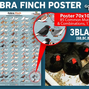 Zebra finch mutation poster Zebra Finch Calendar 2024, 3248cm for FREE image 4