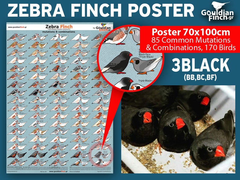 Zebra finch mutation poster Zebra Finch Calendar 2024, 3248cm for FREE image 4