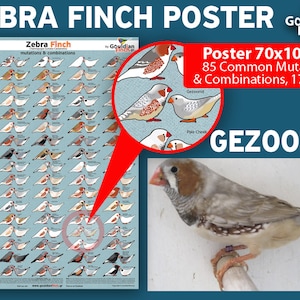 Zebra finch mutation poster Zebra Finch Calendar 2024, 3248cm for FREE image 5