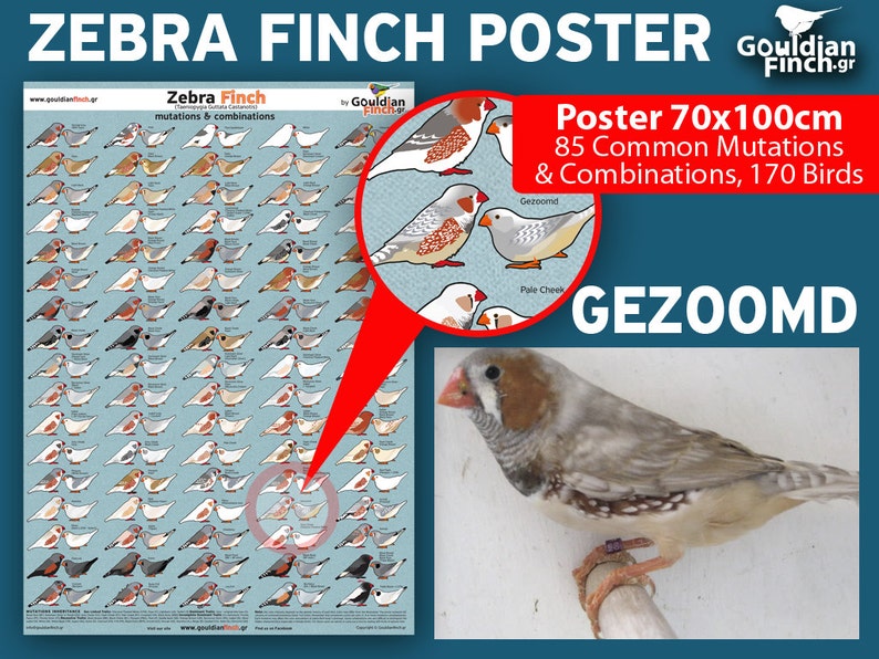 Zebra finch mutation poster Zebra Finch Calendar 2024, 3248cm for FREE image 5