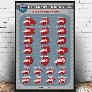 Peut inclure: Un tableau illustrant différents types de formes de nageoires de poissons betta. Le tableau est intitulé "Betta Splendens Types de formes de nageoires" et présente des images de poissons betta avec différentes formes de nageoires, notamment voile, couronne, demi-lune, et plus encore.
