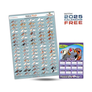 Zebrafink Mutations Poster + Zebrafink Kalender 2025, 32*48 cm GRATIS!!!