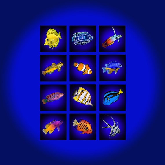 LAST PIECES Set of 12 Marine Fish Digital Paintings. Printed on Hard Foam board Illustrations of Reef Aquarium Fish Etsy