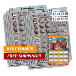 10er Pack - NEUES Erzengel Gimpel Taube Mutationen und Genetik Poster