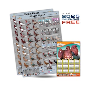 Set von 2 NEUEN Erzengel Gimpel Tauben Mutations Poster und Genetik + 2025 Kalender!!! Geringe Versandkosten