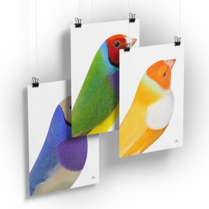 3 Gouldian Portrait Foto gedruckt in Papier ohne Rahmen