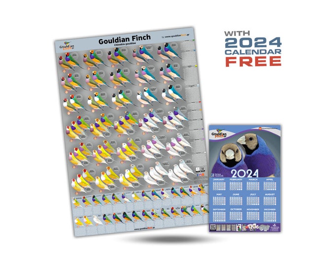 NEU Gouldian Finch Mutation Poster + Gouldian Finch 2024 Kalender 32*48cm GRATIS!!!