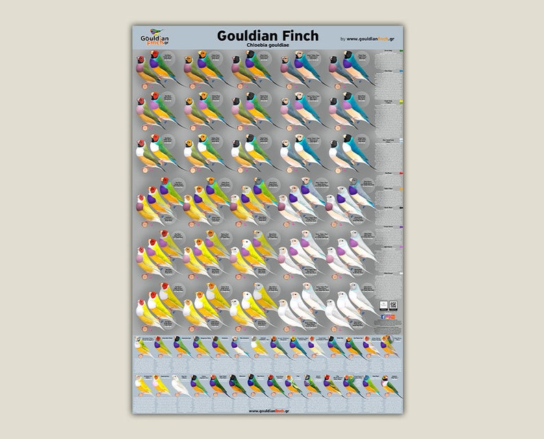 Pack of 5 NEW Gouldian Finch Mutation Poster one 2021 | Etsy