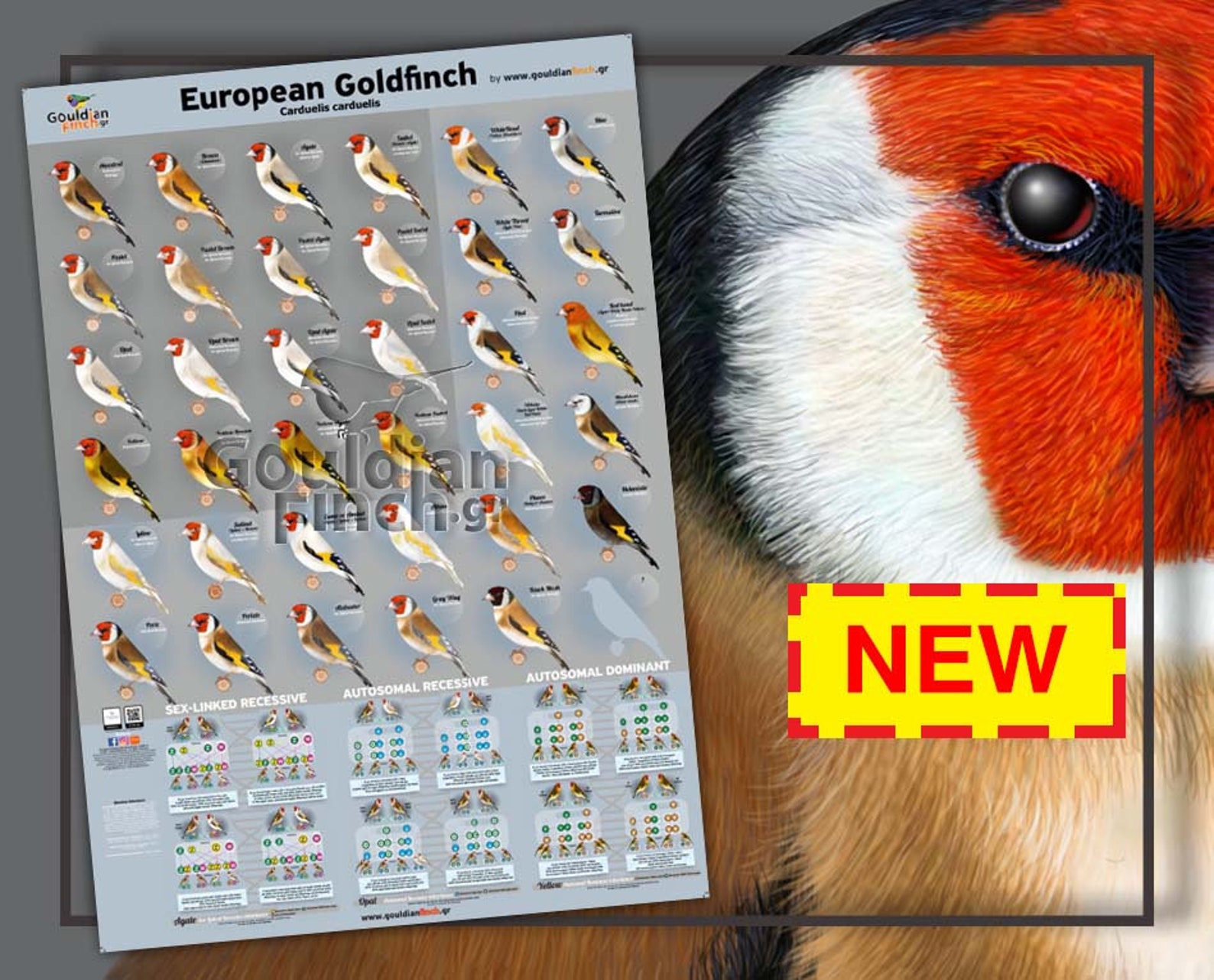 NEW European Goldfinch Mutation Poster European Goldfinch | Etsy