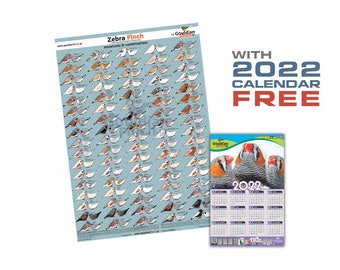 Zebra finch mutation poster + Zebra Finch Calendar 2022, 32*48cm for FREE!!!