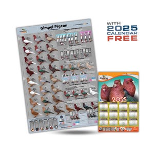 NEU Erzengel Gimpel Taube Mutations Poster und Genetik + 2025 Gimpel Kalender 32*48 cm GRATIS!!!