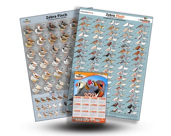 ALL Zebra Finch Mutation Posters + Zebra Finch Calendar 2024, 32*48cm for FREE!!!