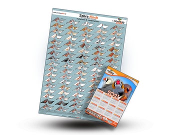 Zebra finch mutation poster + Zebra Finch Calendar 2024, 32*48cm for FREE!!!