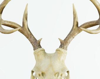 Large Artificial Deer Skull Mask & Wall Mount