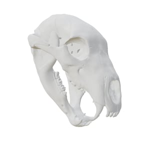 Máscara de calavera de bestia impresa en 3D: casco de hueso de criatura para cosplay, LARP, terror, fantasía y disfraces. Accesorio de calavera portátil.