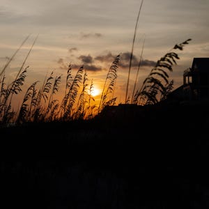 May include: Silhouette of tall grass with a sunset in the background. The sun is setting behind a house in the distance.