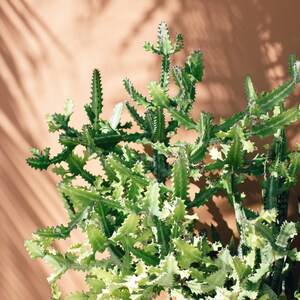Può includere: Primo piano di una pianta di cactus verde con foglie spinose su uno sfondo marrone chiaro. Il cactus è a fuoco, mentre lo sfondo è leggermente sfocato.