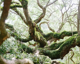 Angel Oak Tree