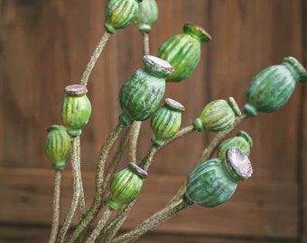 Green Poppy Fruit Stem 30.7" Tall 3-Stem Bundle