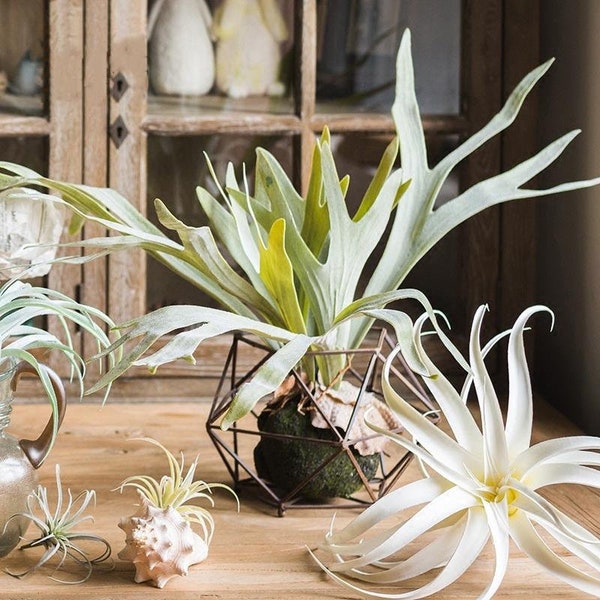 Artificial Faux Plant Staghorn Fern Décor