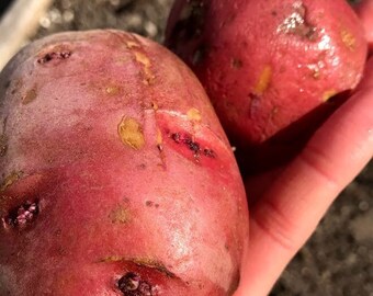 Dark Red Norland Seed Potatoes - RED Skin Potato Solanum tuberosum Unique garden gardening gift Urban Gardening