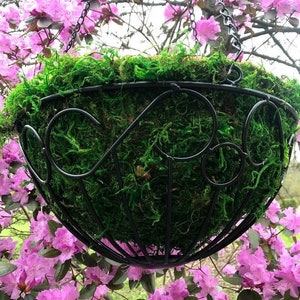 Metal & Moss Coco 14" Hanging Basket Natural Planter - Black Scroll Victorian Design Patio Flowers Plants Herbs Container