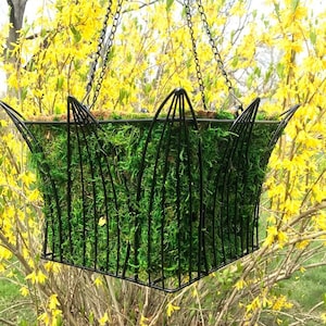 May include: A black metal hanging planter with a square shape and a moss lining. The planter is hanging from a chain against a backdrop of yellow flowering branches.