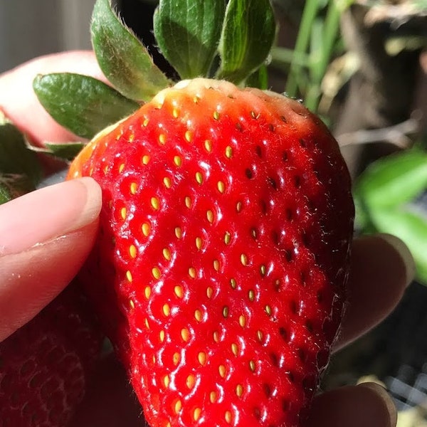 June Bearing 10 Strawberry Plants Jewel - Bare Root Patio Container Berries Cold Hardy Strawberries