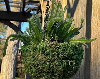 6" Circle BASKET Natural MOSS Hanging Planter - Great Hanging Small Basket Pot for Orchids Herbs Flowers Succulent Plants Fairy Garden Like